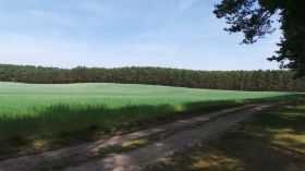 Waldweg